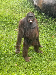 Monke Monke